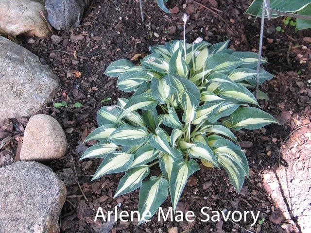Arlene Mae Savory Label.JPG