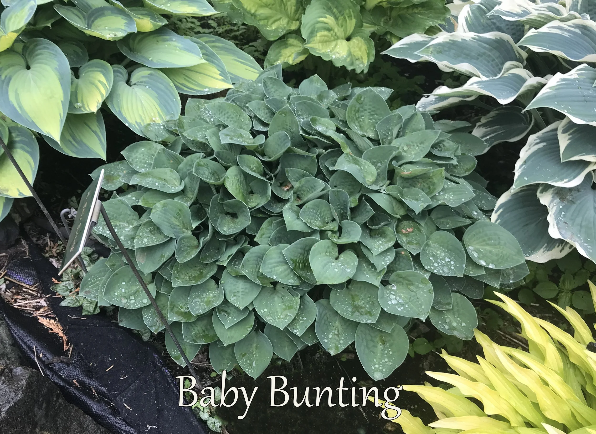 baby bunting B label.jpg