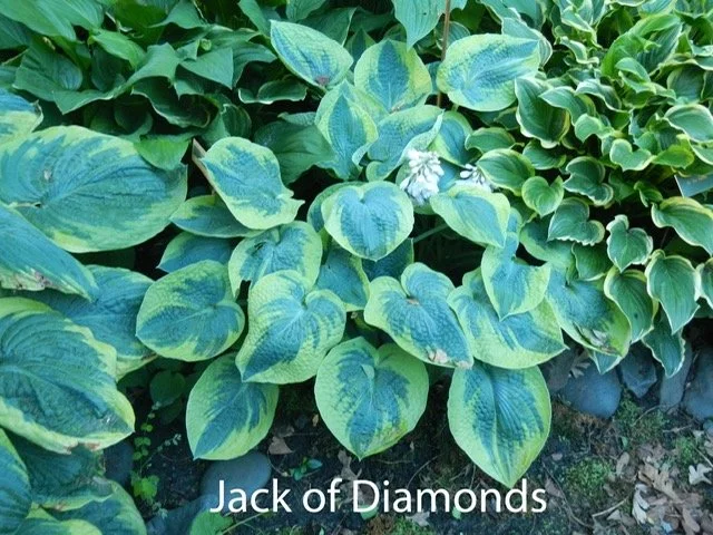 Jack of Diamonds.JPG