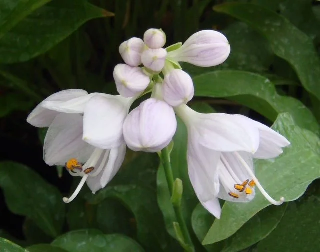 Turtle Dove flower.JPG