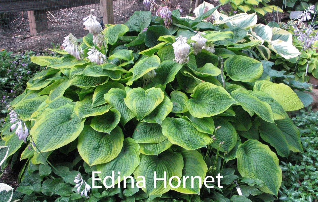 Edina Hornet.JPEG