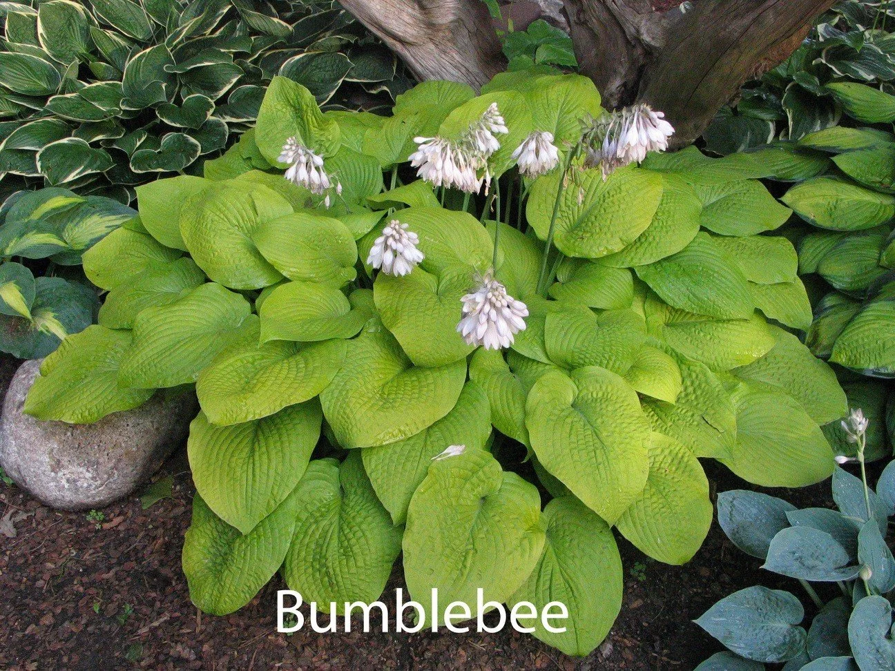 bumblebee.jpg