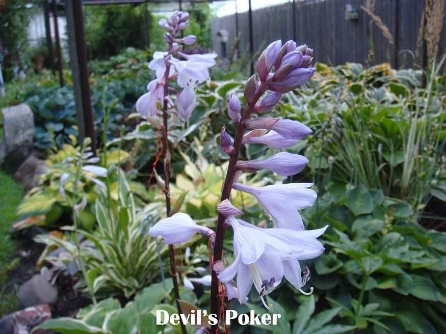 Devil's Poker.jpg