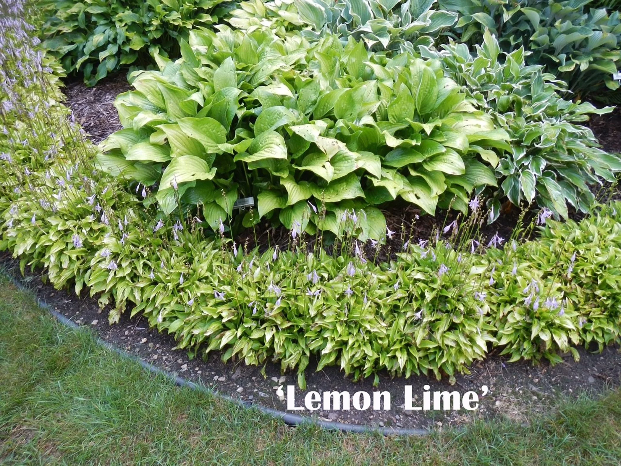 Lemon Llime web.jpg