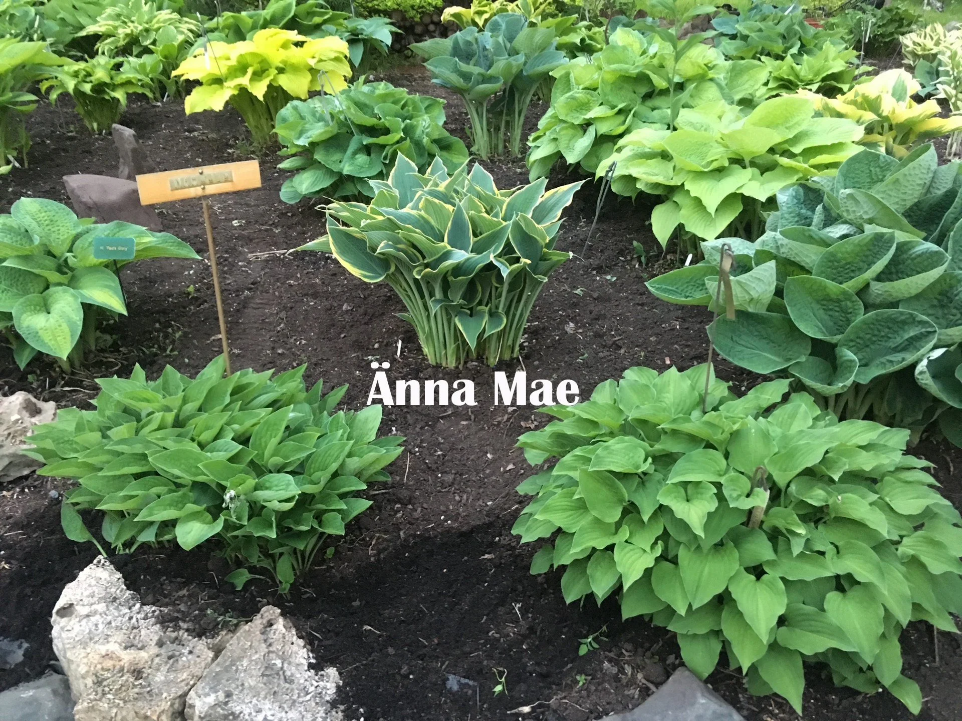 Anna Mae Web.jpg