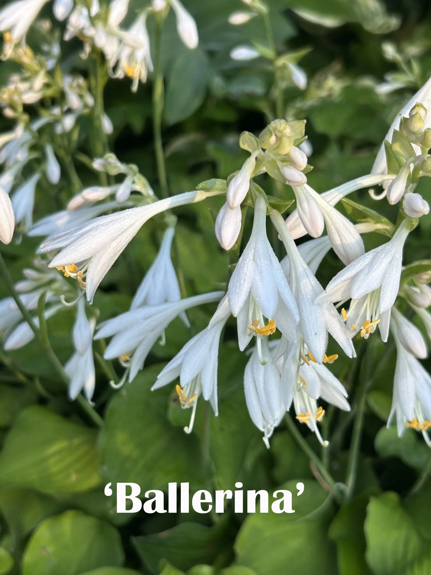 Ballerina Web.jpg