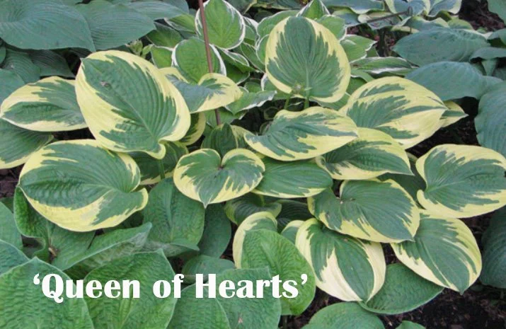 Queen of Hearts Web.jpg
