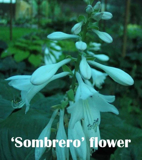sombrero-flwr-web a.jpg
