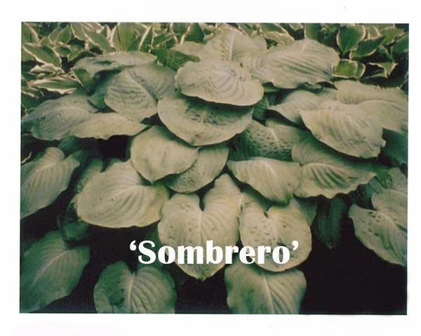 sombrero web.jpg