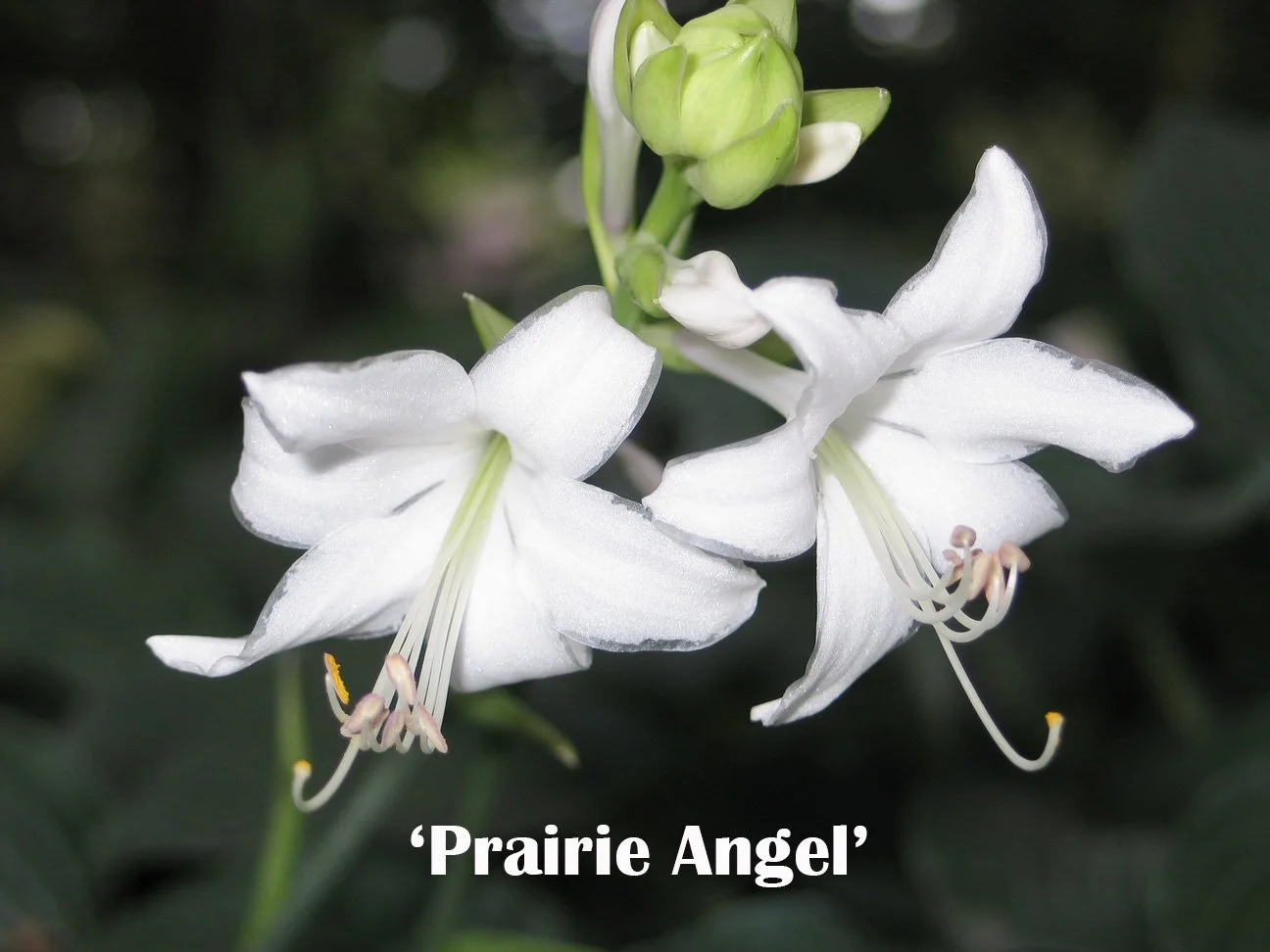 Prairie Angel Flower web.jpg