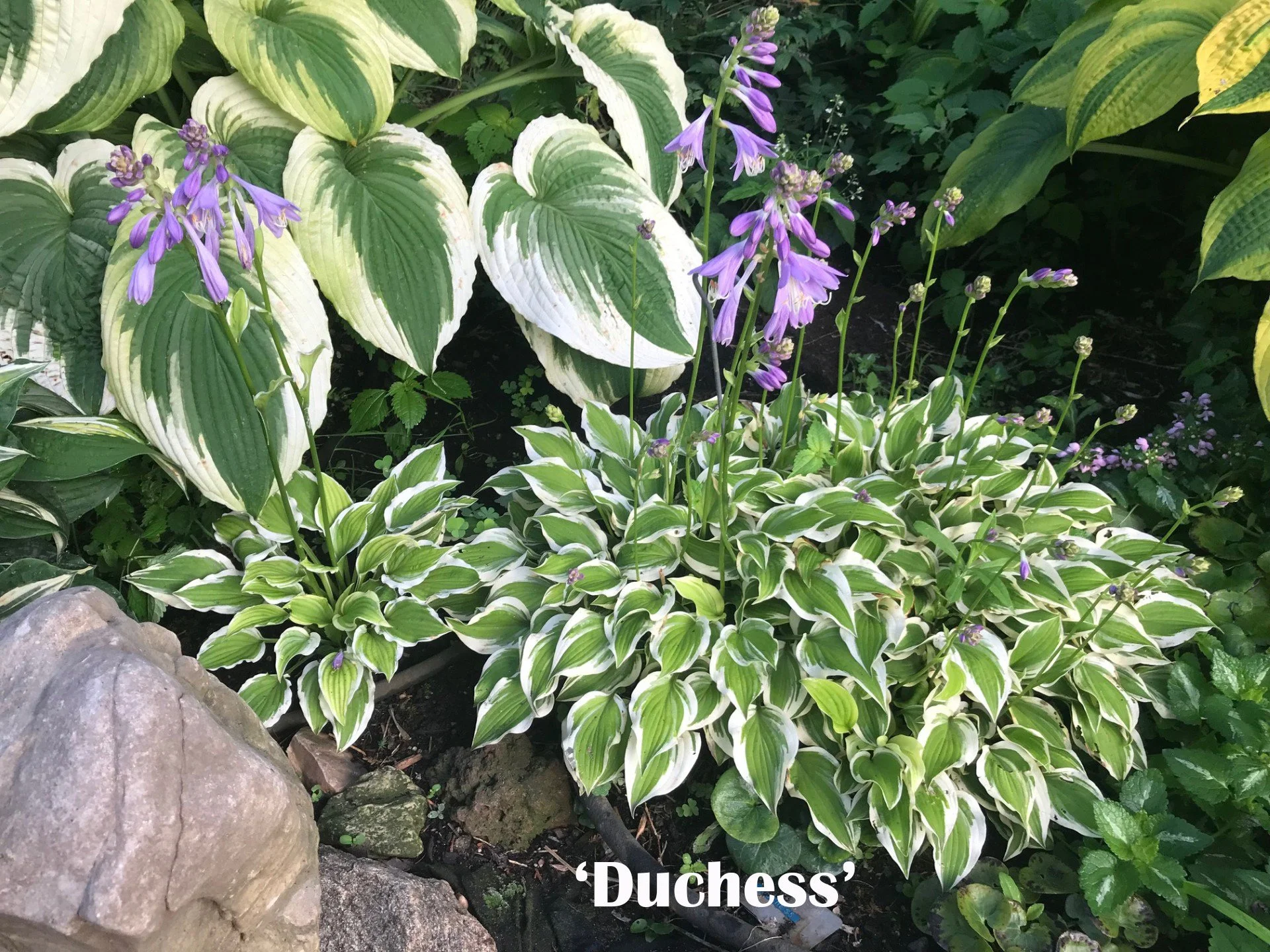 Duchess web.jpg