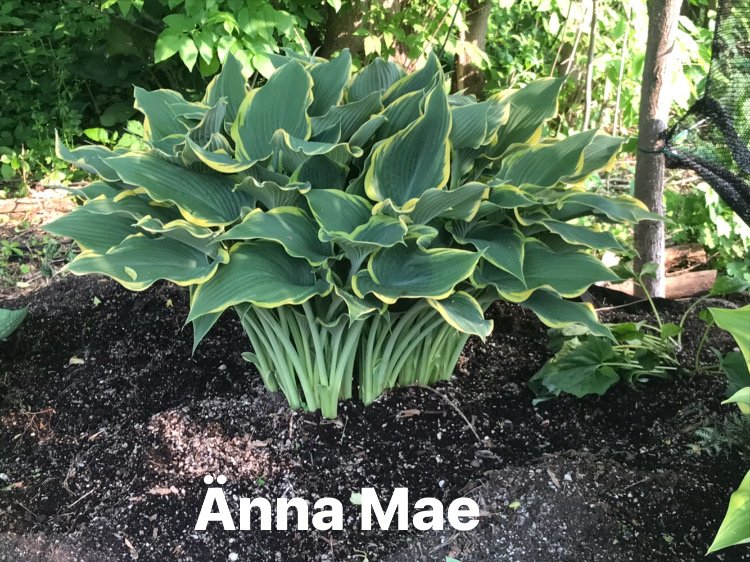 Anna Mae clump.JPG