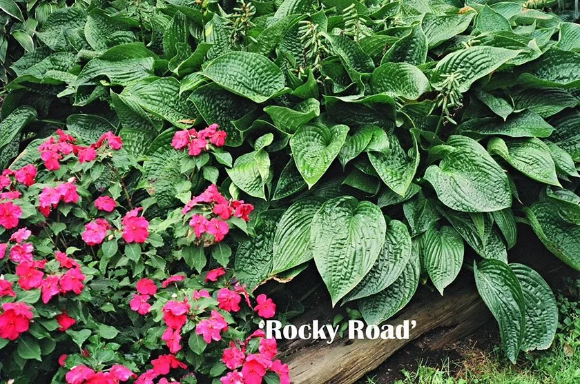 Rocky Road Web.jpg