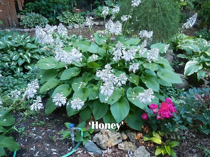 Honey Web.jpg