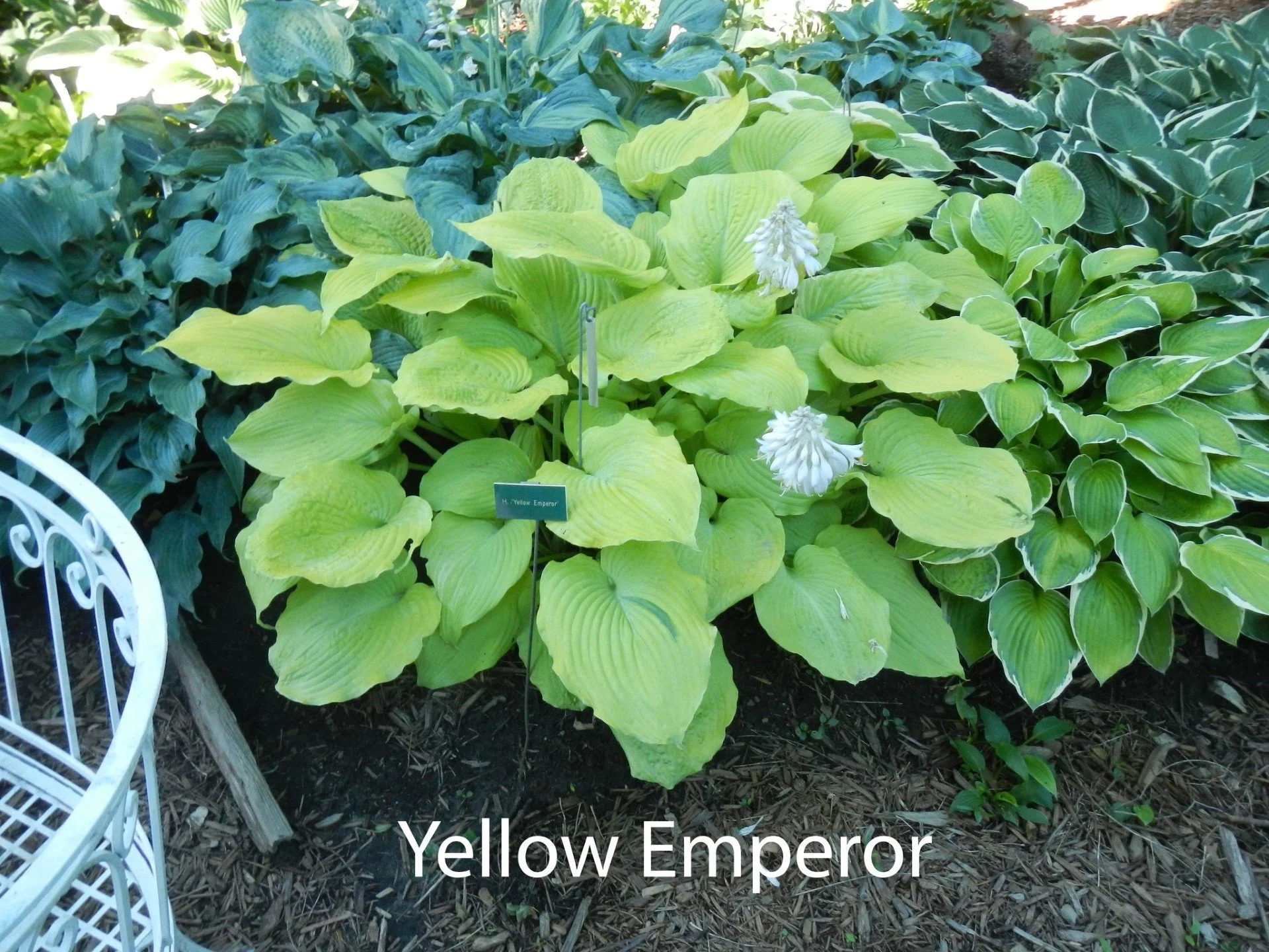 Yellow Emperor Web.jpg