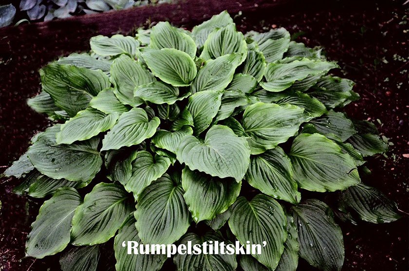 Rumpelstiltskin Web.jpg
