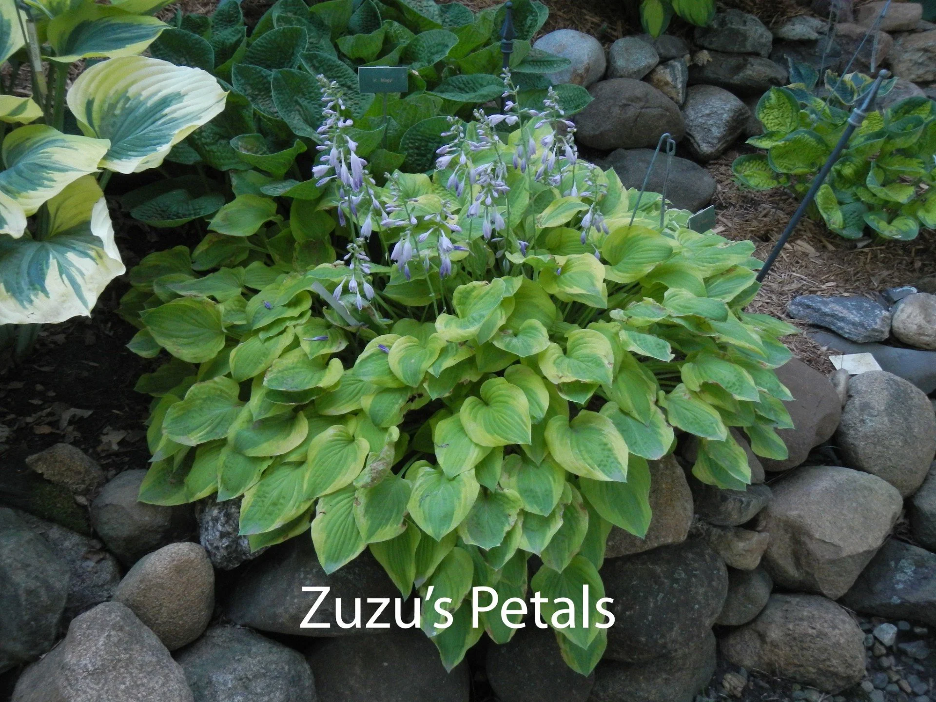 Zuzu's Petals web.jpg