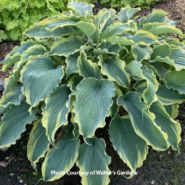 Savory's Gardens Loving Hostas since 1947