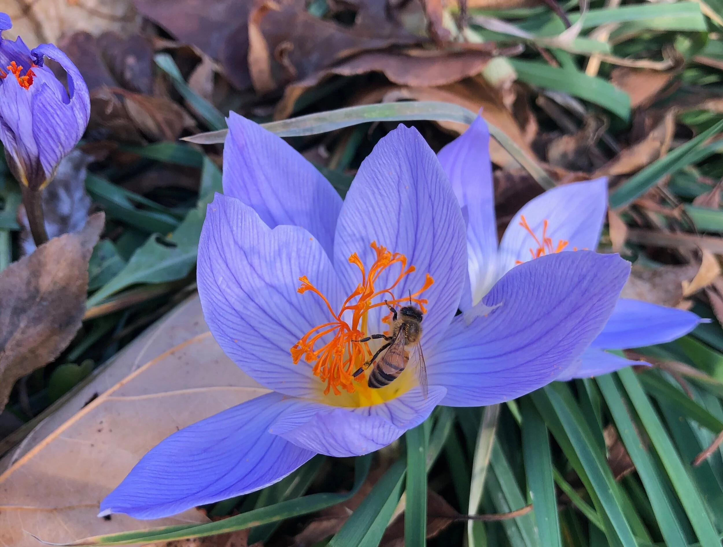Honey Bee on Fall Crocus 