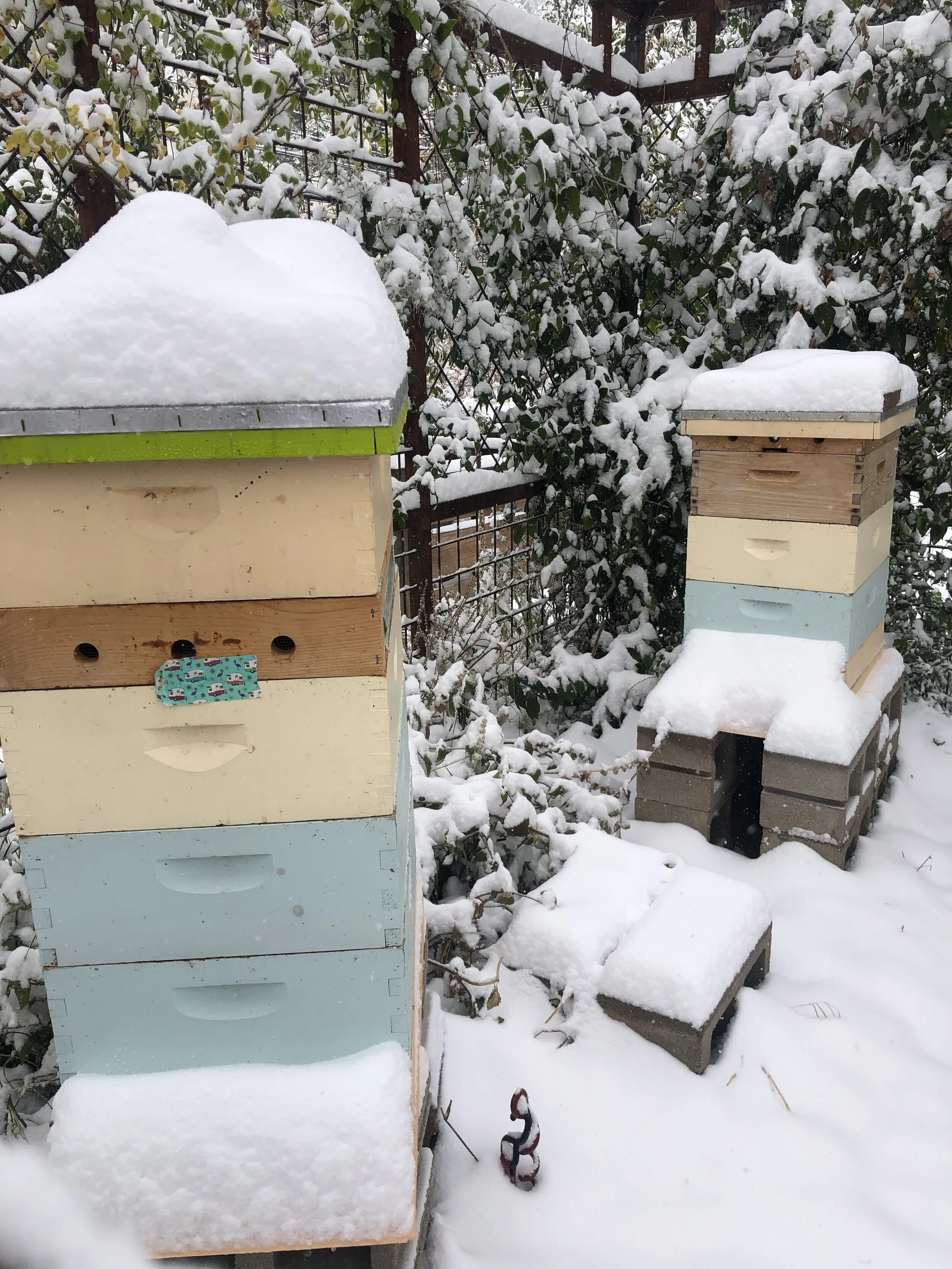 Hives in snow.jpeg