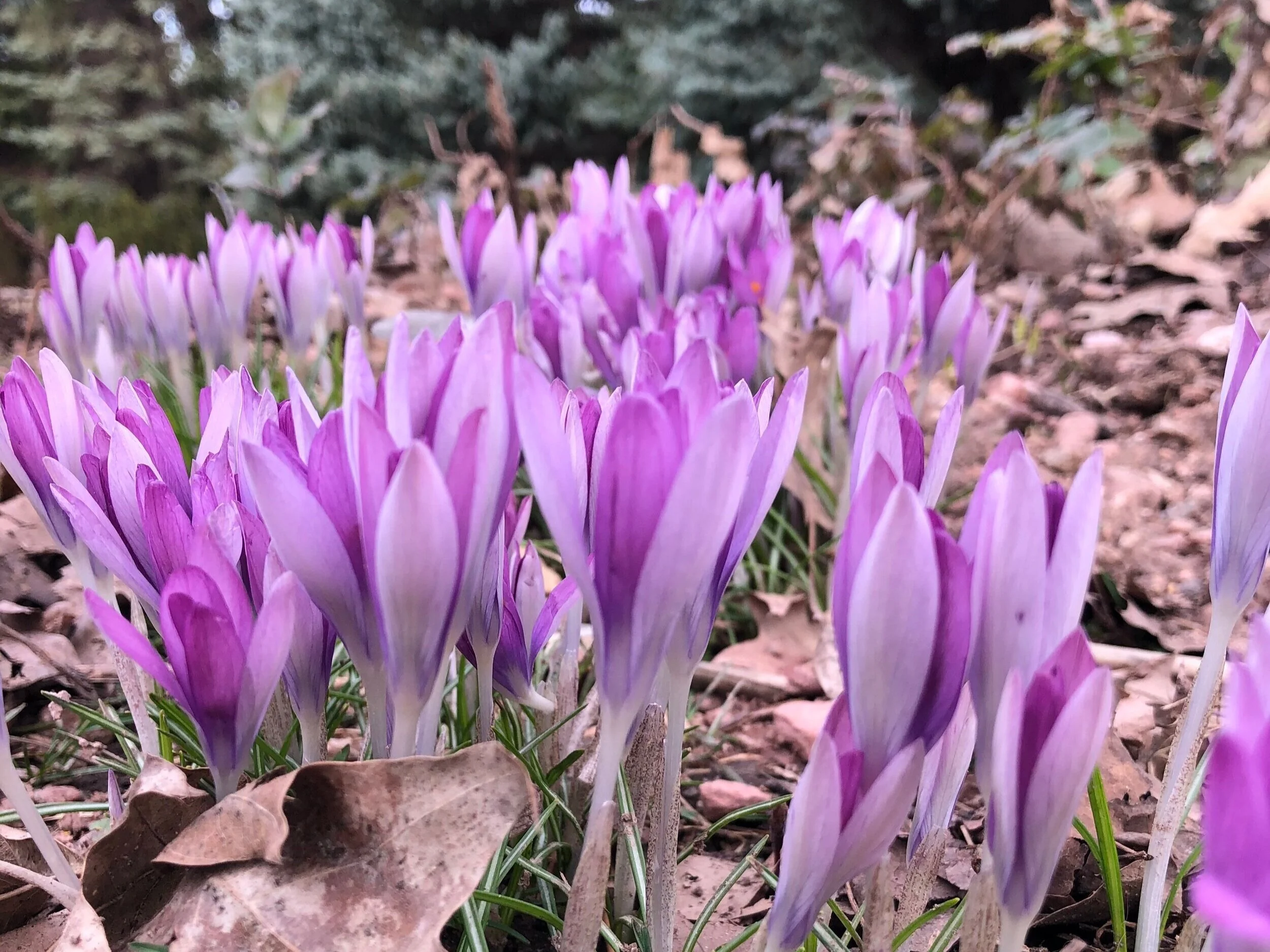 vernal crocus - Early Bee Food!
