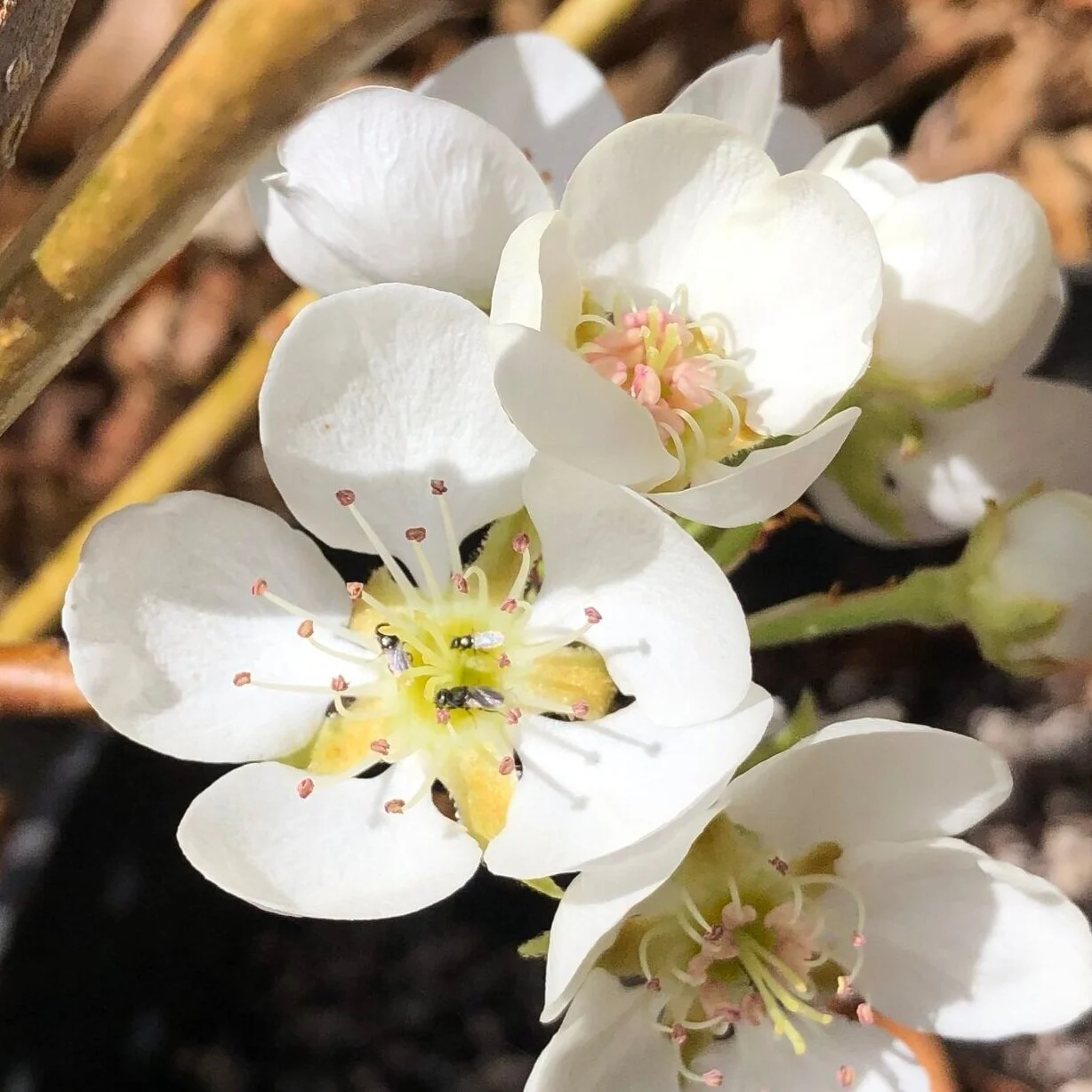 teensy native bees on pear blossom