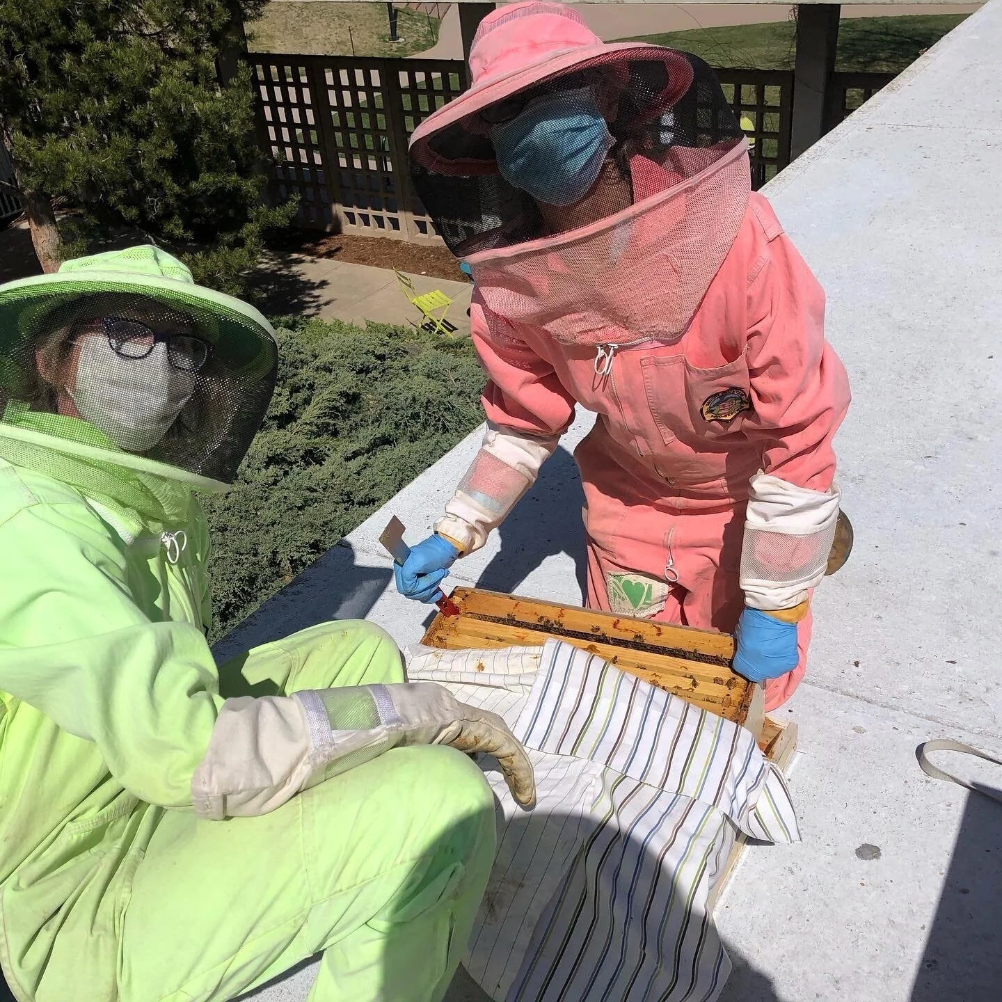 Beekeeping in the time of COVID19 (Copy)