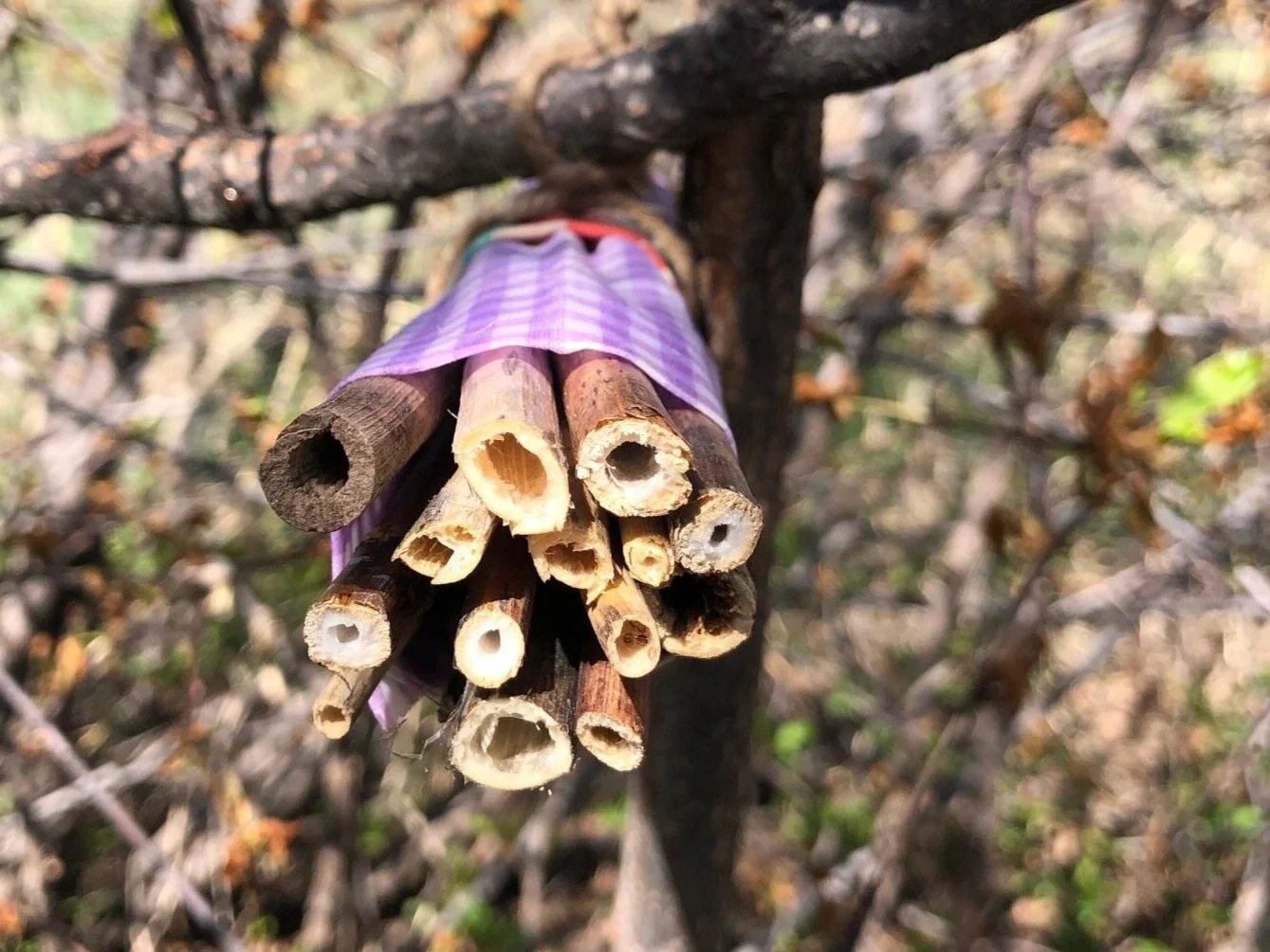 Native Bee Home