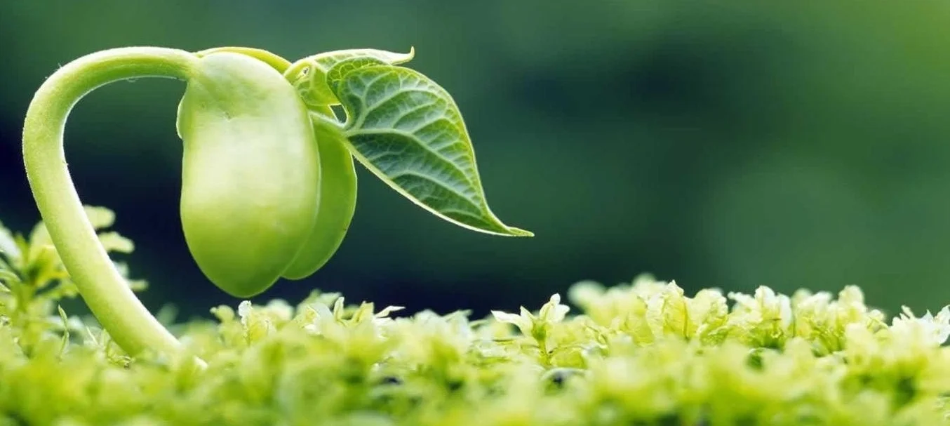 sprouting-seed-micro-photography-hd-wallpaper-spring-nature-stock-photo.jpg