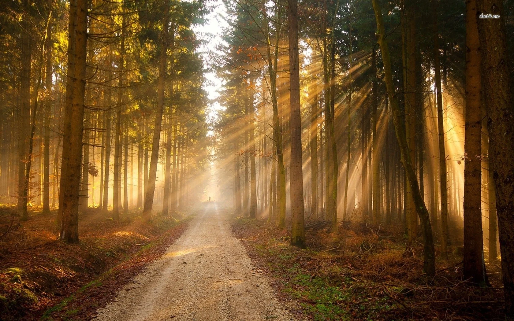 sunlit-forest-road-wallpaper-1.jpg
