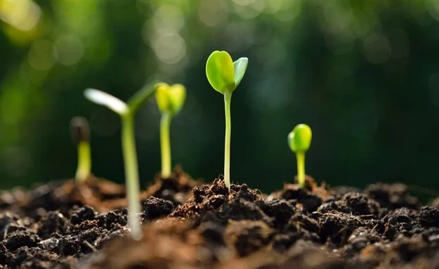 sprouting-seeds.jpg