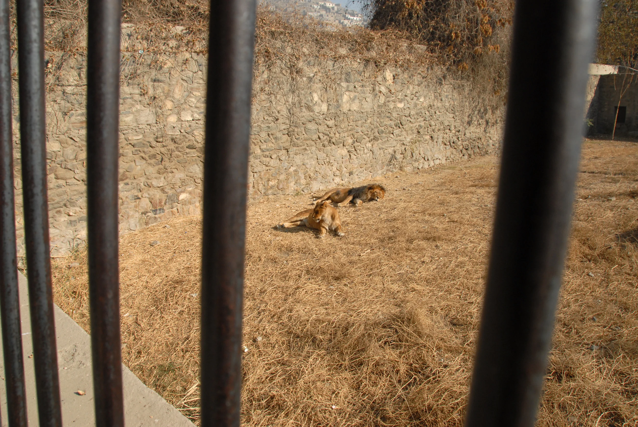 Kabul Zoo, November 2008.
