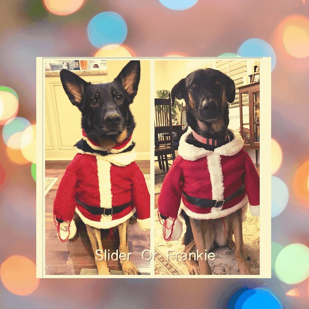 𝙉𝙚𝙚𝙙 𝙝𝙚𝙡𝙥? Let Frankie and Slider play 🄴🄻🄵 &amp; we will design a stocking stuffer package just for you! Send me a budget and a description of what you have in mind! I will gather the perfect items from my &quot;workshop&quot; &amp; shippe