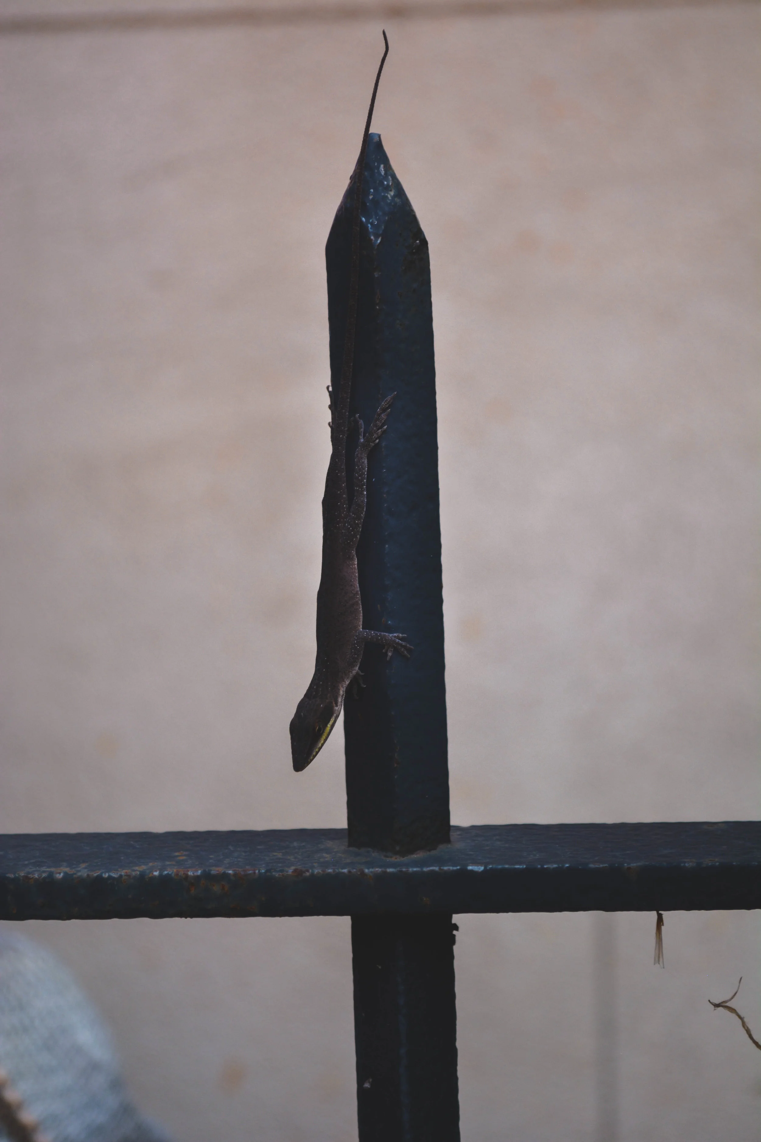 DSC_0044.jpg