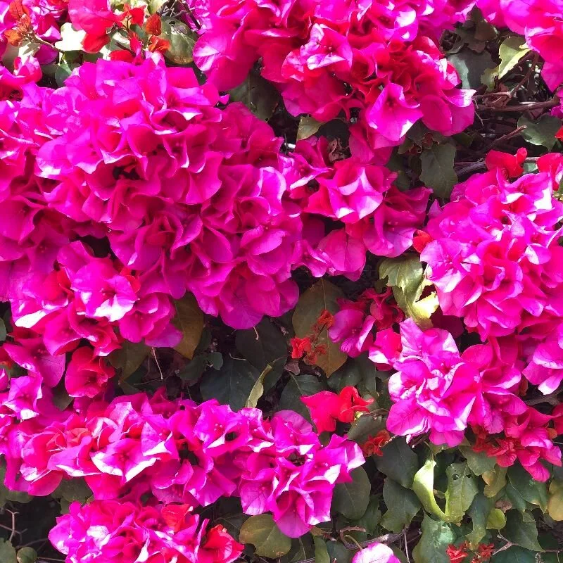 ↞ SPRING + TRADITIONAL CHINESE MEDICINE&nbsp;↠