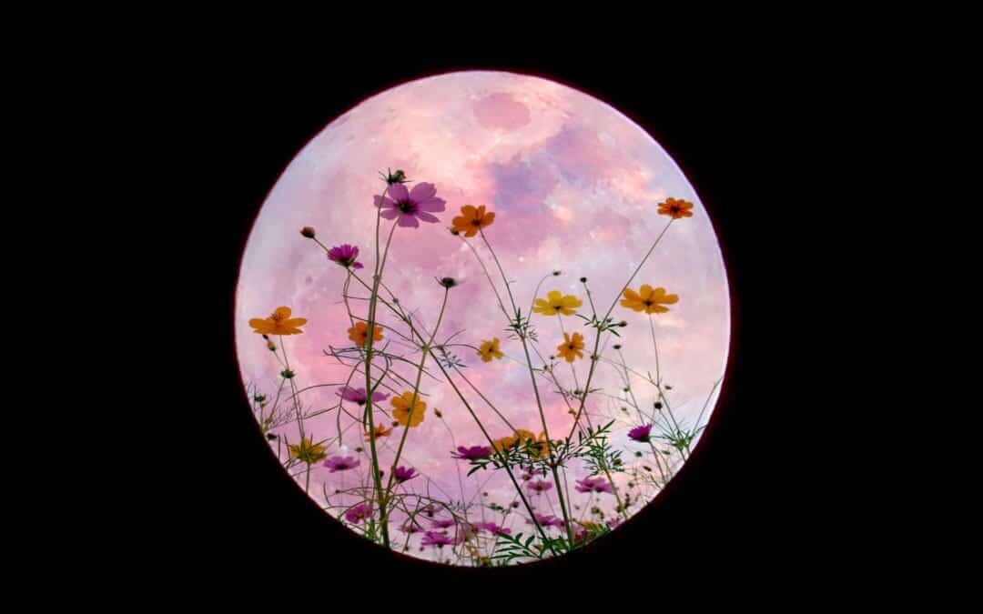 ↞ &nbsp;TAURUS SEASON •&nbsp;GARDENING BY THE MOON&nbsp;↠