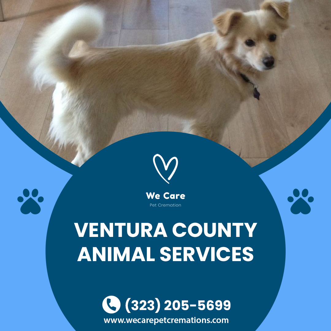 Blog — We Care Pet Cremation Los Angeles Orange County Southern