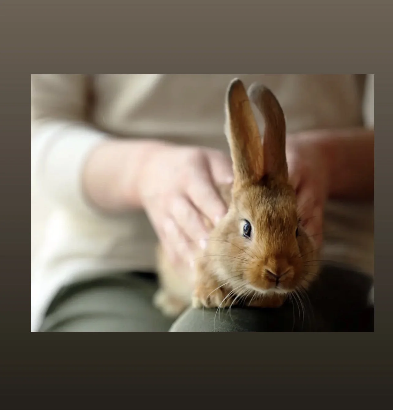 CONTACT US — We Care Pet Cremation Los Angeles Orange County