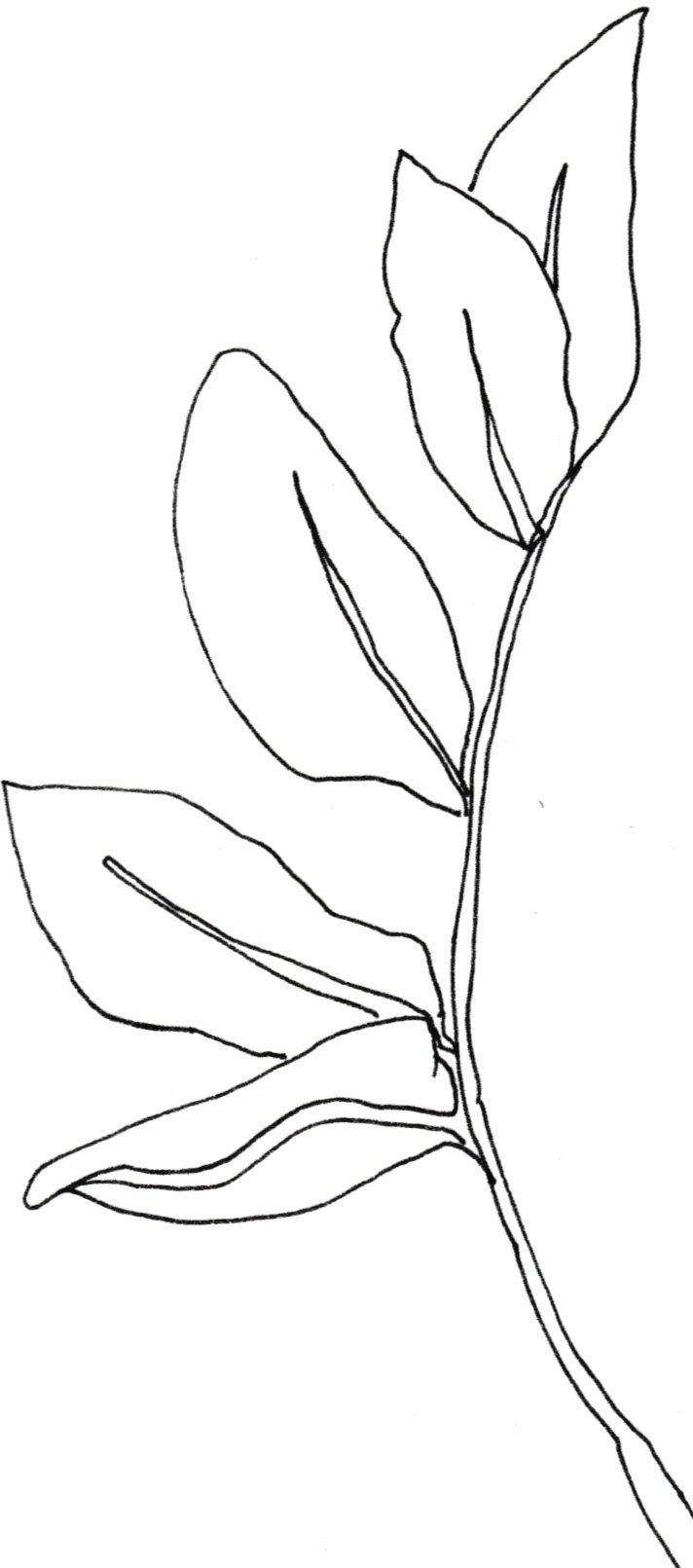 flower.jpeg
