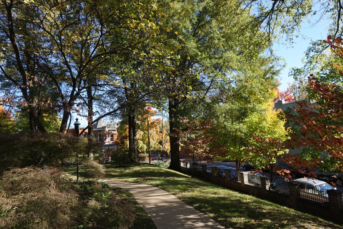 trees & public space.jpg