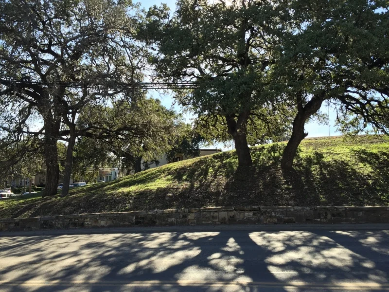 LH Tree Image.jpg