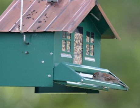 bird.jpg