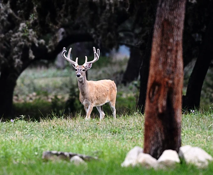 JNL Buck.jpg