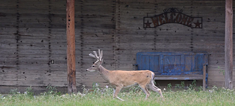 JNL Buck1.jpg