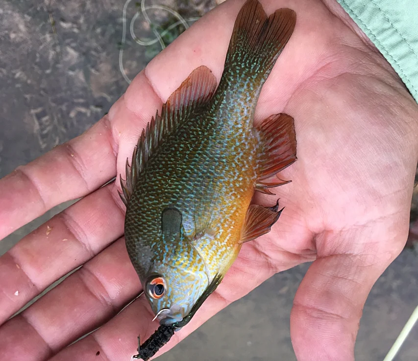 fishy.jpg