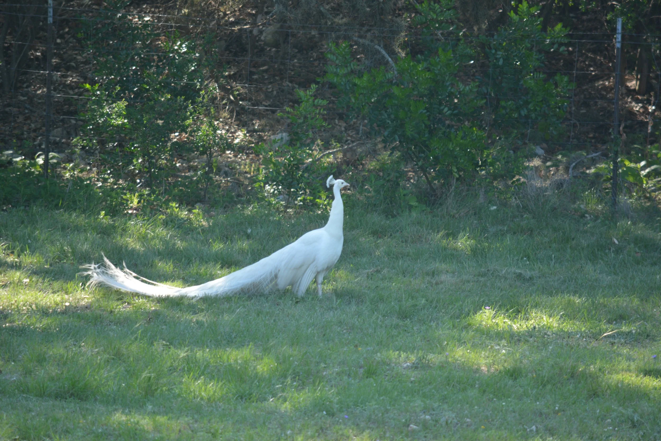 DSC_0585.jpg