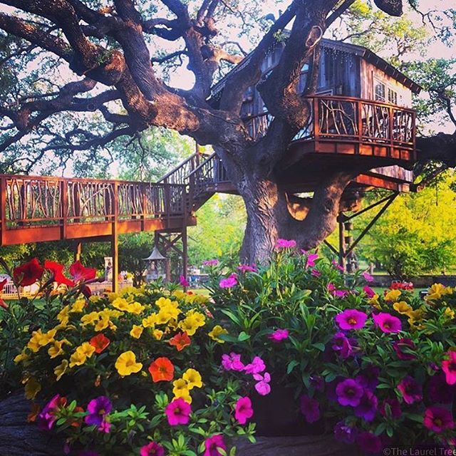 Just another BEAUTIFUL day @jnlranch 🙏🏻🌞 #peacelovejoy
#riogrande
#texaswildlife
#laureltree