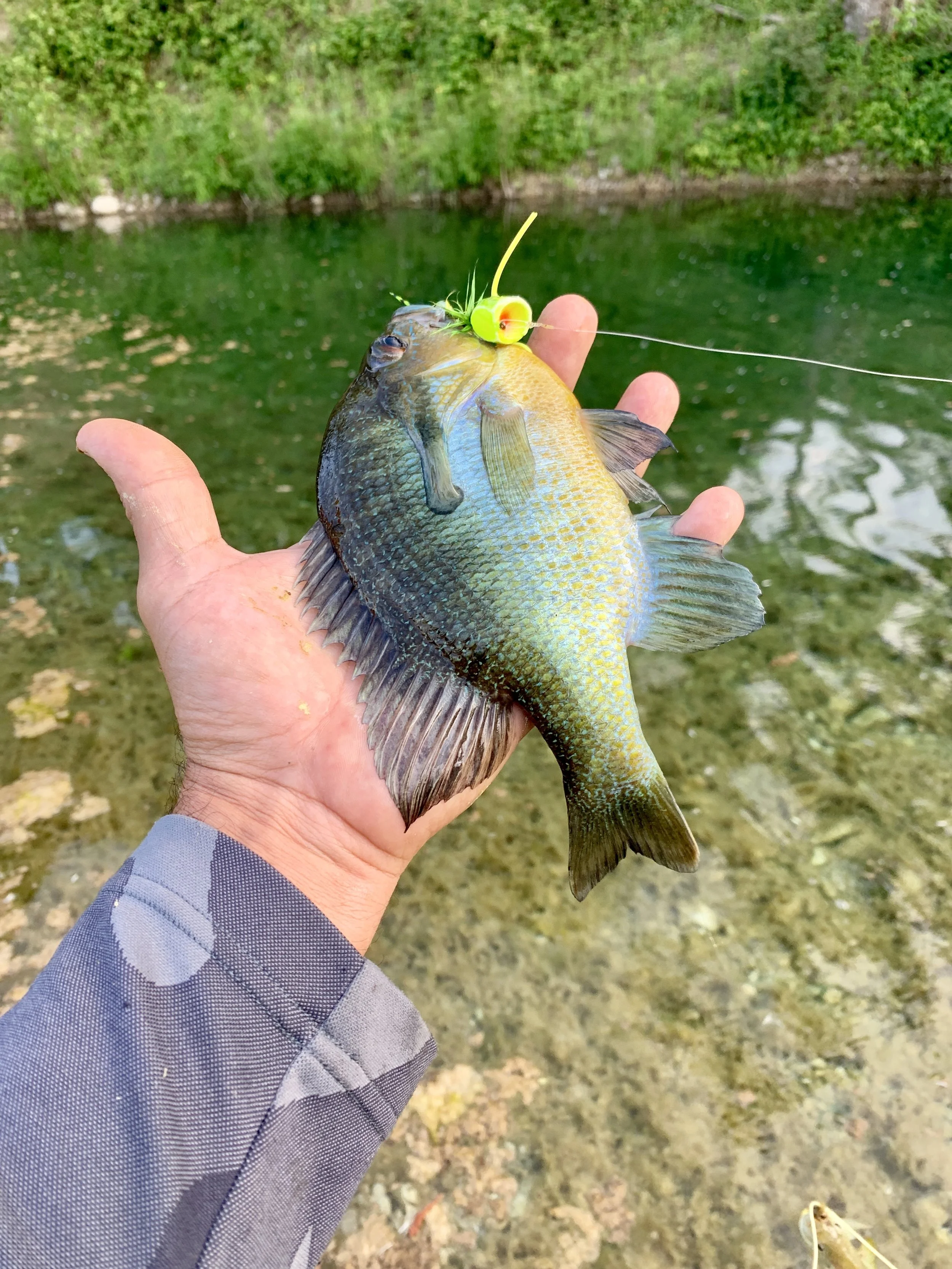 Longear Sunfish.jpg