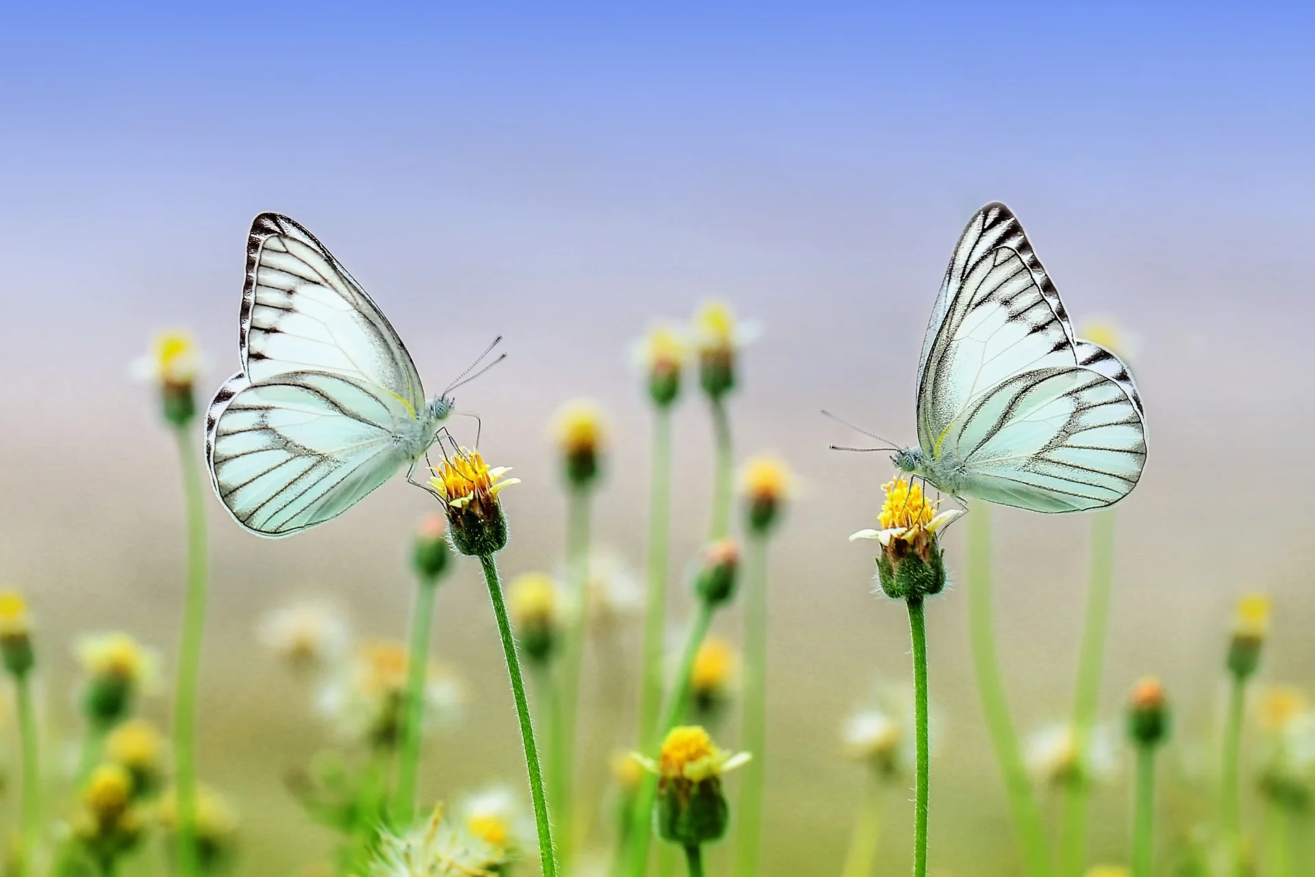 Spring is in The Air