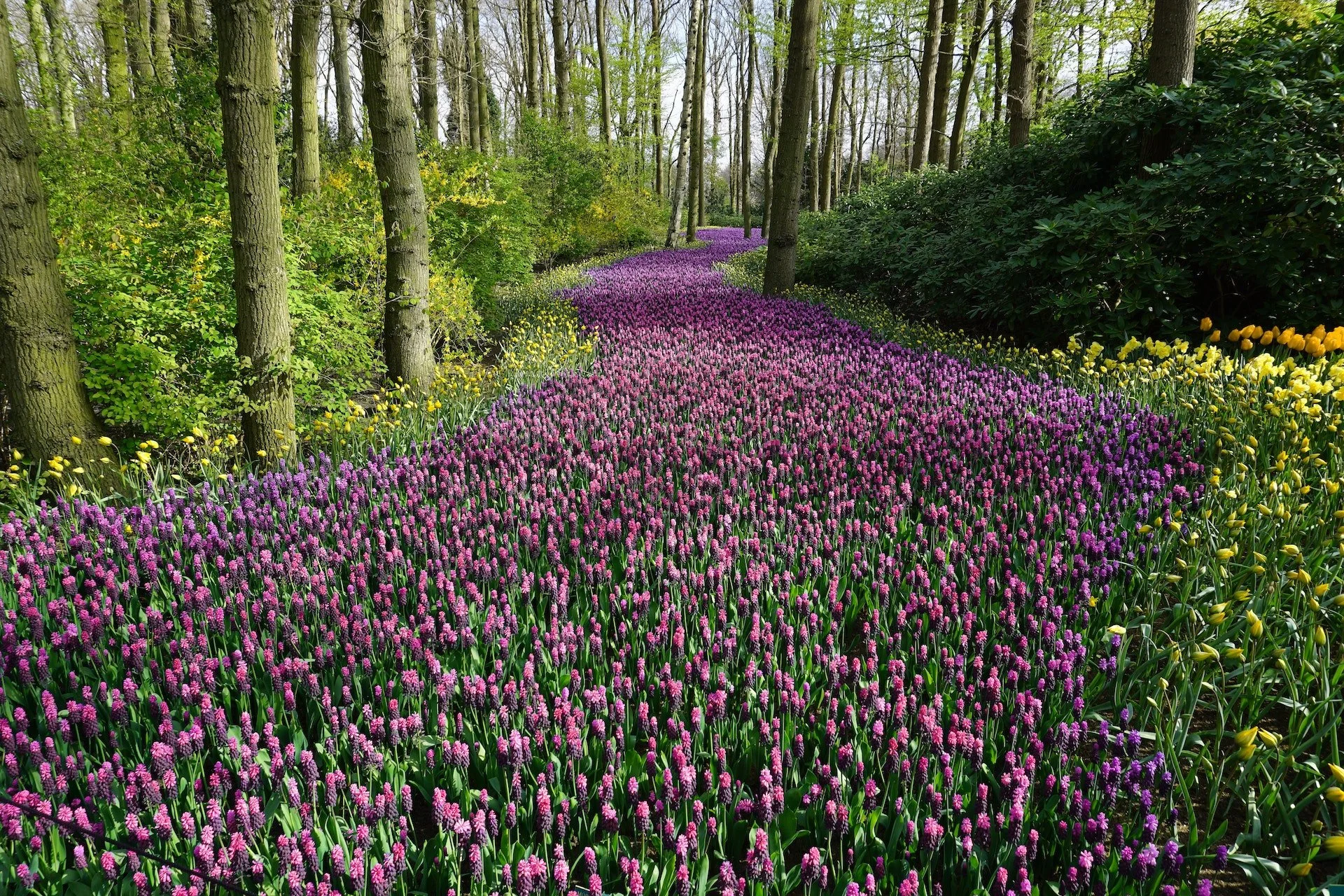 SPRING’S RENEWAL